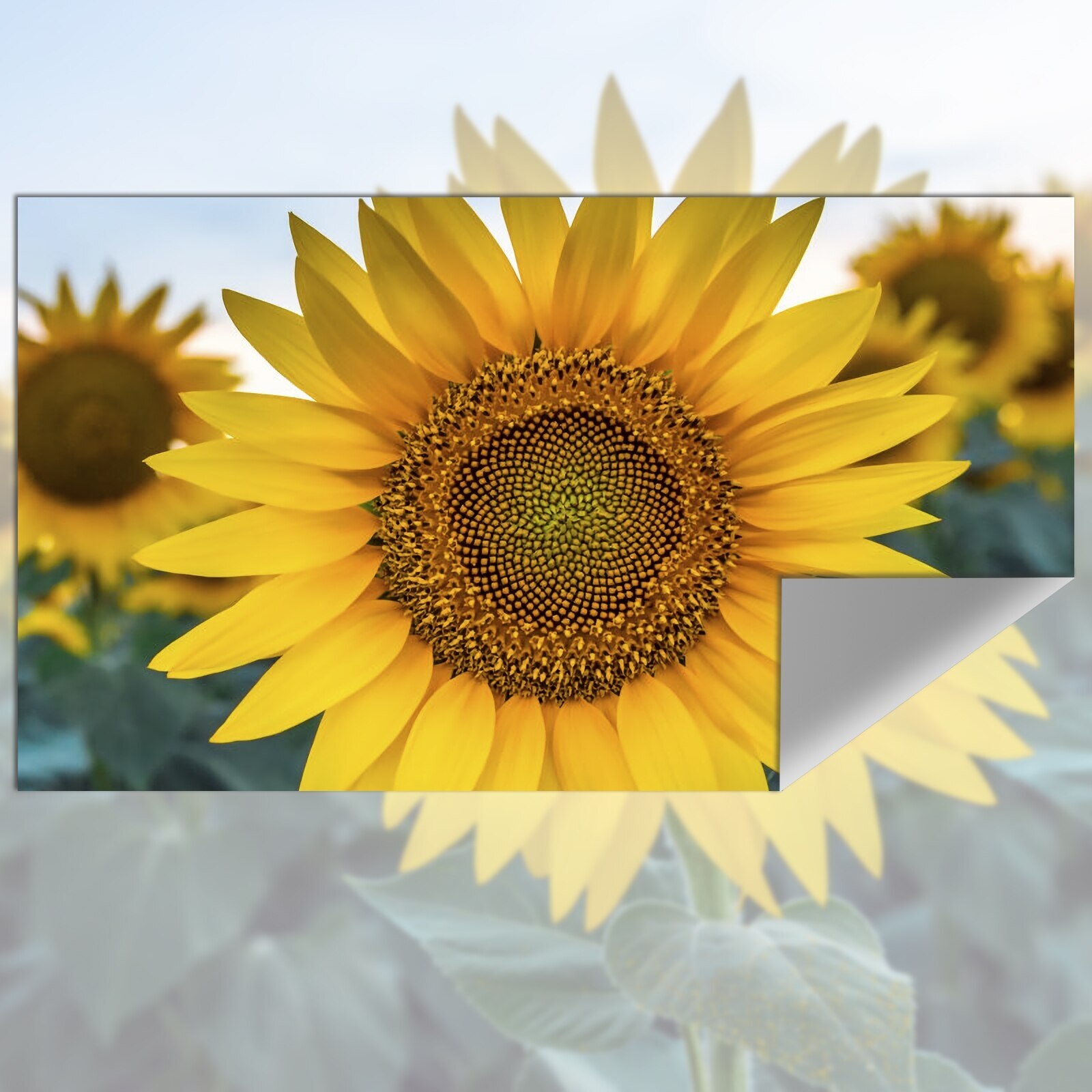 ผ้าสะท้อนแสงสำหรับฉายภาพความสว - Projector Screen 100 Inch บทวิจารณ์และราคา